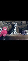 Blue Fancy, a female Alaskan Klee Kai for sale in Salina, KS – 4 of 7