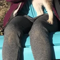 Blue Vespar, a male Alaskan Klee Kai for sale in Salina, KS – Photo 5 of 9