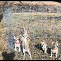Blue Vespar, a male Alaskan Klee Kai for sale in Salina, KS – Photo 8 of 9