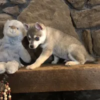 Blue Vespar, a male Alaskan Klee Kai for sale in Salina, KS – Photo 4 of 9