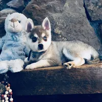 Blue Vespar, a male Alaskan Klee Kai for sale in Salina, KS – Photo 7 of 9