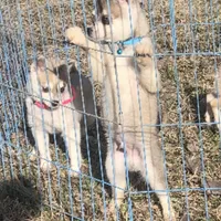 Blue Vespar, a male Alaskan Klee Kai for sale in Salina, KS – Photo 6 of 9