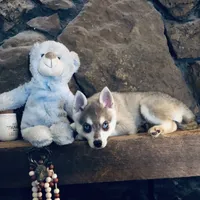 Blue Vespar, a male Alaskan Klee Kai for sale in Salina, KS – Photo 2 of 9