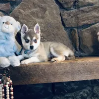 Blue Vespar, a male Alaskan Klee Kai for sale in Salina, KS – Photo 9 of 9