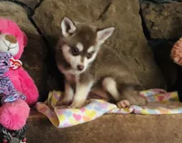 Red Roshie , a female Alaskan Klee Kai for sale in Salina, KS – 3 of 3