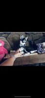 Blue Fancy, a female Alaskan Klee Kai for sale in Salina, KS – 2 of 7