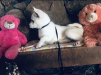Blue Diamond, a female Alaskan Klee Kai for sale in Salina, KS – 5 of 7