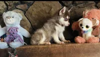Red Robbin, a male Alaskan Klee Kai for sale in Salina, KS – 3 of 5