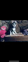 Blue Fancy, a female Alaskan Klee Kai for sale in Salina, KS – 3 of 3