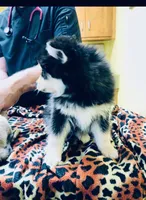 Black Bear, a male Alaskan Klee Kai for sale in Salina, KS – Photo 3 of 4