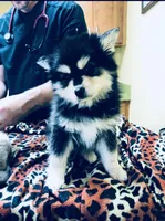 Black Bear, a male Alaskan Klee Kai for sale in Salina, KS – Photo 4 of 4