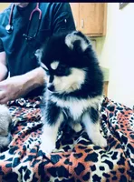 Black Bear, a male Alaskan Klee Kai for sale in Salina, KS – Photo 2 of 4