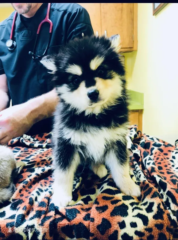Black Bear, a male Alaskan Klee Kai for sale in Salina, KS – Photo 1 of 4
