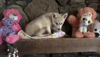 Red reba, a female Alaskan Klee Kai for sale in Salina, KS – 2 of 8