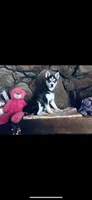 Blue Fancy, a female Alaskan Klee Kai for sale in Salina, KS – 5 of 7