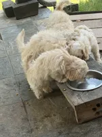 Max, a male Maltipoo for sale in Arlington, TX – 2 of 4