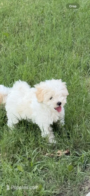 Macy – Maltipoo puppy for sale in Arlington, TX