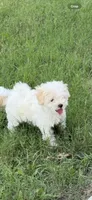 Macy, a male Maltipoo for sale in Arlington, TX – 1 of 1
