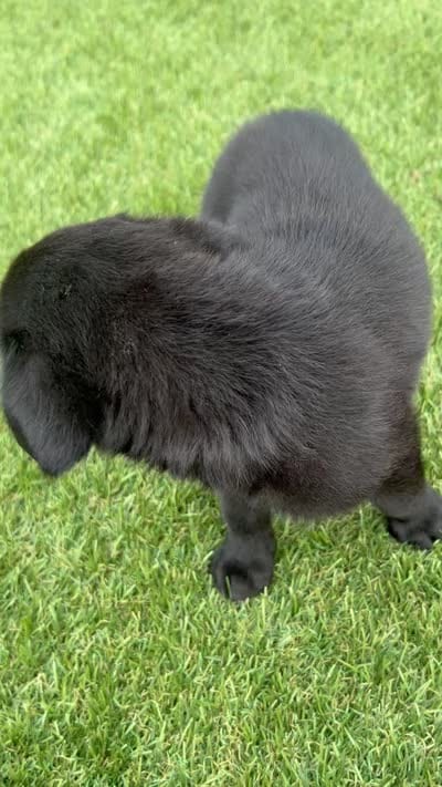 Rufus, a female Labrador Retriever for sale in White Hall, AR – 2 of 2