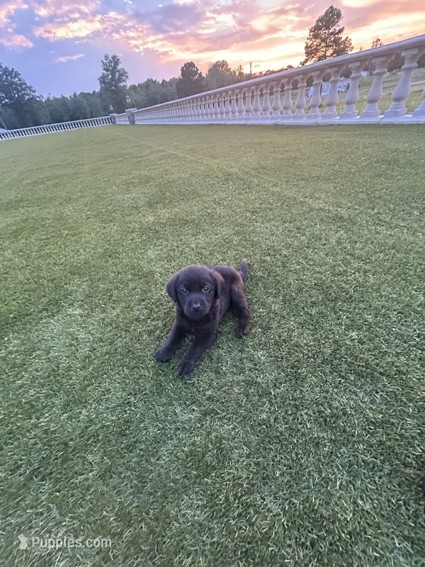 Rufus – Labrador Retriever puppy for sale in White Hall, AR