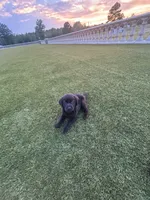 Rufus, a female Labrador Retriever for sale in White Hall, AR – 1 of 2