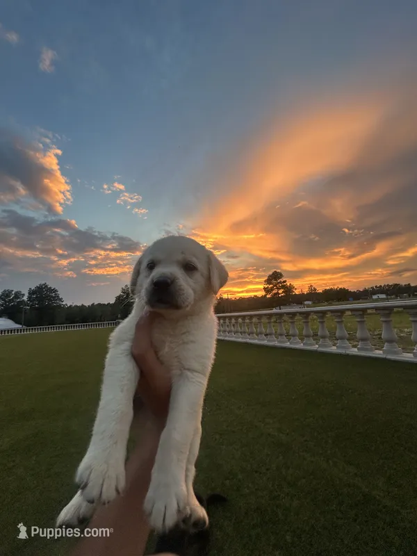 Bear – Labrador Retriever puppy for sale in White Hall, AR