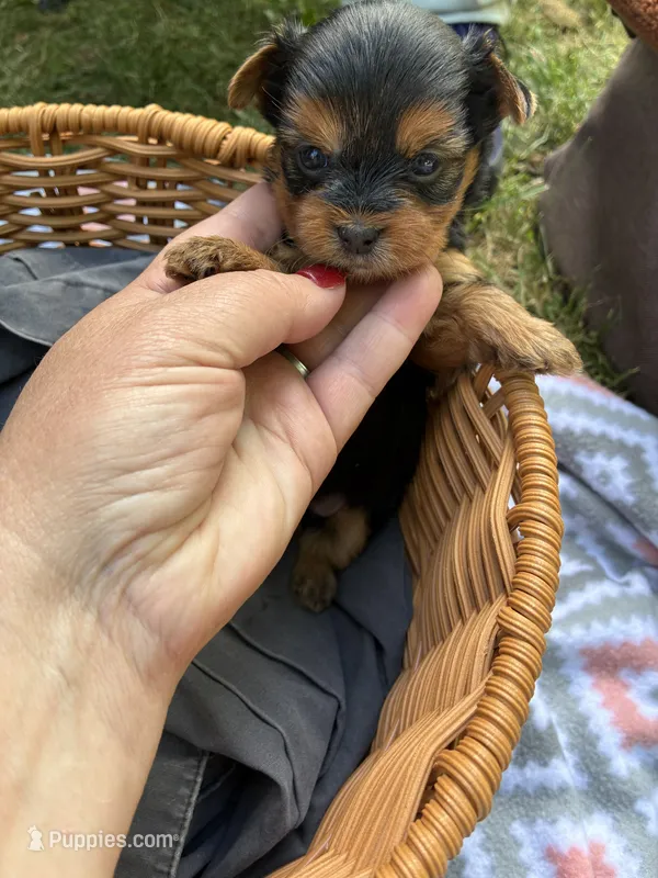 Greta – Yorkshire Terrier puppy for sale in Lititz, PA