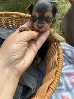 Greta, a female Yorkshire Terrier for sale in Lititz, PA – 1 of 1