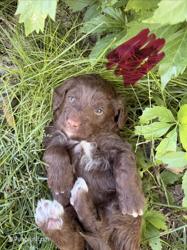 Maroon – Miniature Aussiedoodle puppy for sale in Fruitland, ID