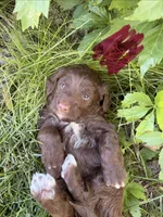 Maroon, a female Miniature Aussiedoodle for sale in Fruitland, ID – 1 of 2