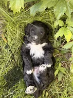 Gray, a male Miniature Aussiedoodle for sale in Fruitland, ID – 2 of 2