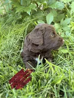 Maroon, a female Miniature Aussiedoodle for sale in Fruitland, ID – 2 of 2