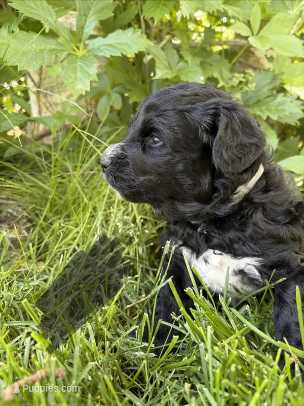Gray – Miniature Aussiedoodle puppy for sale in Fruitland, ID