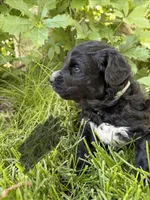 Gray, a male Miniature Aussiedoodle for sale in Fruitland, ID – 1 of 2