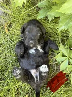 Red, a male Miniature Aussiedoodle for sale in Fruitland, ID – 2 of 2