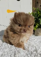 Tessa, a female Pomeranian for sale in Millersburg, OH – Photo 6 of 9