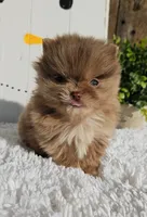 Tessa, a female Pomeranian for sale in Millersburg, OH – Photo 1 of 9