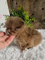 Tessa, a female Pomeranian for sale in Millersburg, OH – Photo 7 of 9