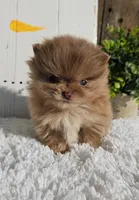 Tessa, a female Pomeranian for sale in Millersburg, OH – Photo 5 of 9