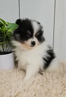 Panda, a male Pomeranian for sale in Millersburg, OH – 3 of 8