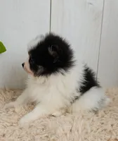 Panda, a male Pomeranian for sale in Millersburg, OH – 2 of 8