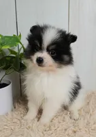 Panda, a male Pomeranian for sale in Millersburg, OH – 8 of 8