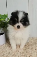 Panda, a male Pomeranian for sale in Millersburg, OH – 1 of 8