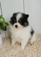 Panda, a male Pomeranian for sale in Millersburg, OH – 5 of 8