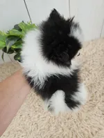 Panda, a male Pomeranian for sale in Millersburg, OH – 4 of 8