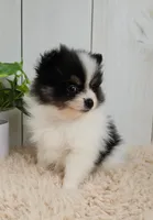 Panda, a male Pomeranian for sale in Millersburg, OH – 7 of 8