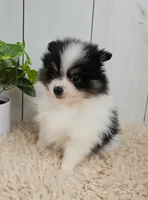 Panda, a male Pomeranian for sale in Millersburg, OH – 6 of 8