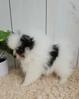 Poppi, a female Pomeranian for sale in Millersburg, OH – 6 of 7