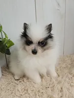 Poppi, a female Pomeranian for sale in Millersburg, OH – 5 of 7