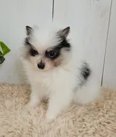 Poppi, a female Pomeranian for sale in Millersburg, OH – 2 of 7
